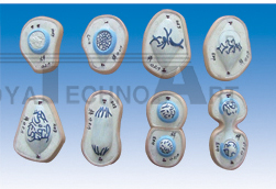 The model of cell mitosis (8parts)